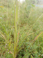 Setaria parviflora