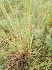Setaria parviflora