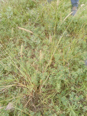 Setaria parviflora