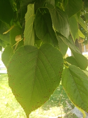 Tilia americana