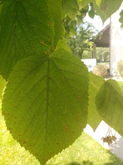Tilia americana