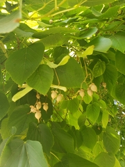 Tilia americana