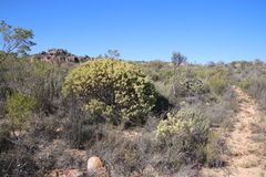Leucadendron loranthifolium