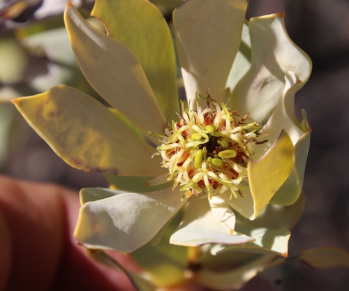 Image of Leucadendron loranthifolium by (c) Tony Rebelo, some rights reserved (CC BY-SA)