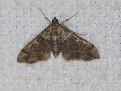 Nacoleia rhoeoalis