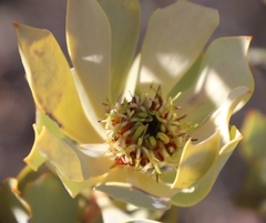 Leucadendron loranthifolium