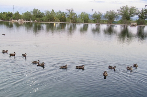 Mallard photographed in Nevada