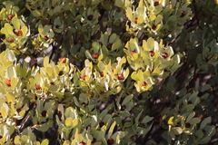 Leucadendron loranthifolium