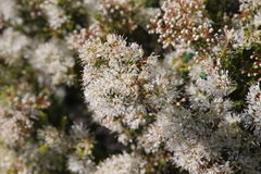 Agathosma giftbergensis