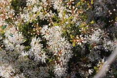 Agathosma giftbergensis