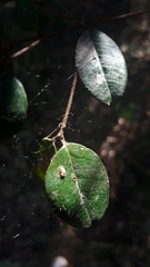Luma apiculata