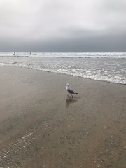 Larus delawarensis