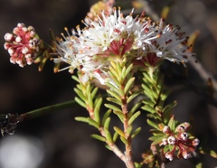 Agathosma giftbergensis