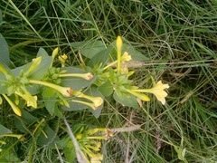 Mirabilis jalapa