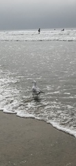 Larus delawarensis