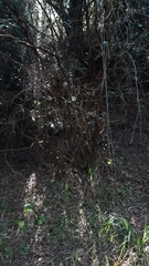 Luma apiculata