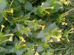 Mirabilis jalapa