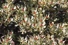 Leucadendron loranthifolium