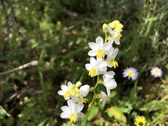 Ixia erubescens
