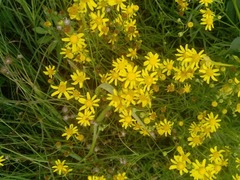 Senecio inaequidens