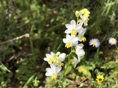 Ixia erubescens
