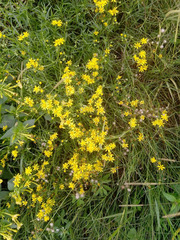 Senecio inaequidens