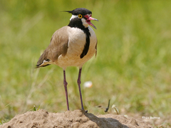 Vanellus tectus