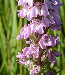 Pedicularis attollens