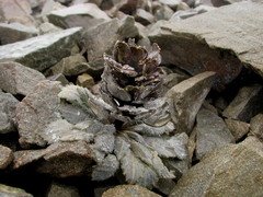 Notothlaspi rosulatum