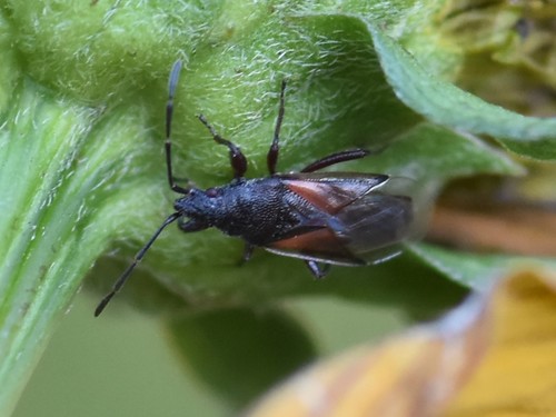 Lime seed bug, Groesbeek, Nederland, photo 8 of 10