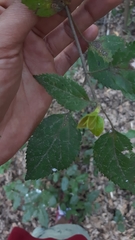 Aristotelia chilensis