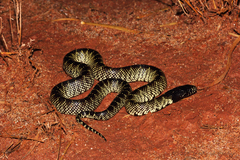 Lampropeltis splendida