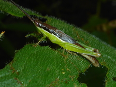 Image of Stenopola dorsalis