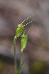 Pterostylis puberula