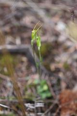 Pterostylis puberula