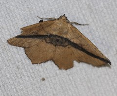 Polyacme dissimilis