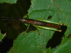 Stenopola dorsalis