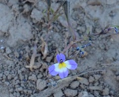 Porterella carnosula