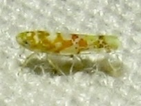 Dikrella maculata