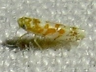 Dikrella maculata