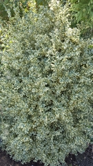Euonymus fortunei fortunei