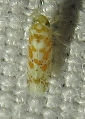 Dikrella maculata