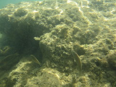 Stethojulis balteata