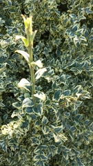 Euonymus fortunei fortunei