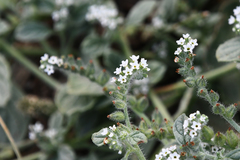 Heliotropium hirsutissimum