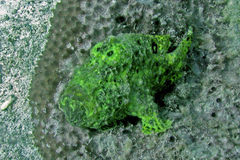 Antennarius multiocellatus