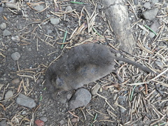 Sorex arcticus