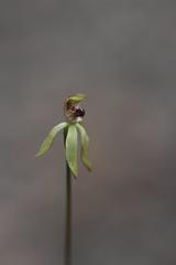 Caladenia atradenia