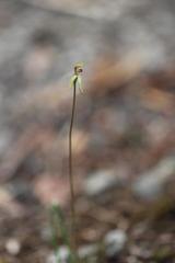 Caladenia atradenia