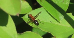 Tritoxa